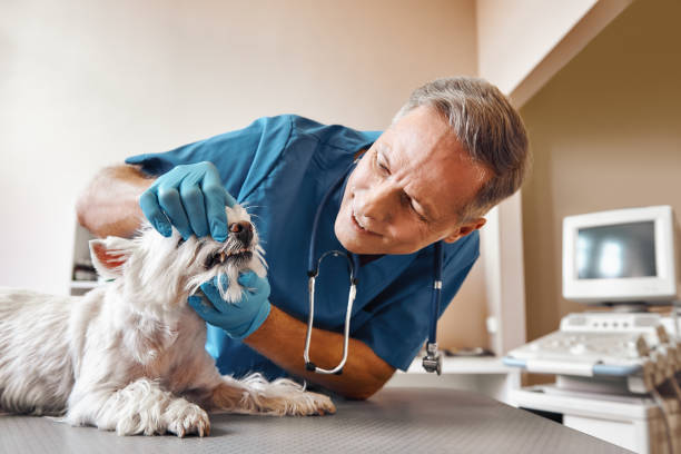 Best Emergency Denture Repair in Cvallis, OR